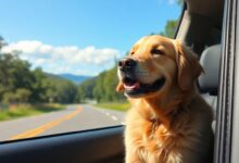 Um cachorro da raça golden retriever feliz com a cabeça para fora da janela de um carro em uma estrada ensolarada