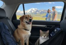 Cão e gato confortáveis em uma viagem, com acessórios próprios para transporte e paisagem ao fundo