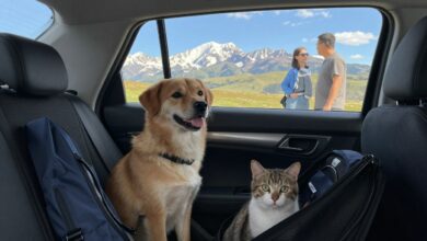 Cão e gato confortáveis em uma viagem, com acessórios próprios para transporte e paisagem ao fundo