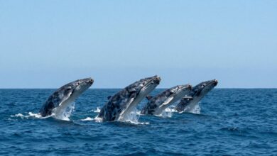 Grupo de baleias jubarte saltando próximas à costa brasileira, céu azul e mar cristalino ao fundo