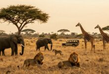 Paisagem exuberante de savana, repleta de animais selvagens como leões, elefantes e girafas, com um jipe de safári ao fundo, céu dourado ao entardecer