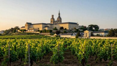 Vinhedos exuberantes de Bordeaux ao entardecer em meio a castelos históricos