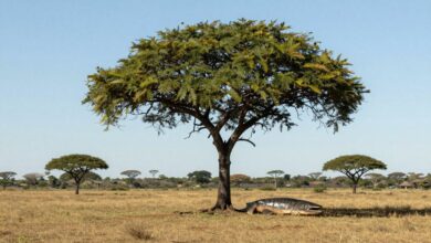 Um majestoso tuiuiú em seu ninho no topo de uma árvore no Pantanal, com o céu azul ao fundo e a vasta planície alagada se estendendo até o horizonte.